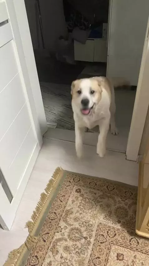 AI Video from prompt: The dog dances