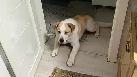 AI Video from prompt: The dog dances