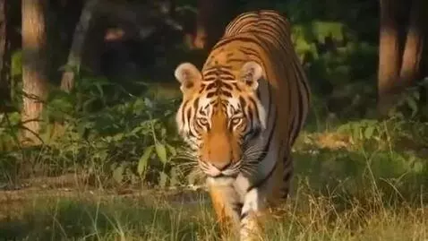 AI Video from prompt: create tiger