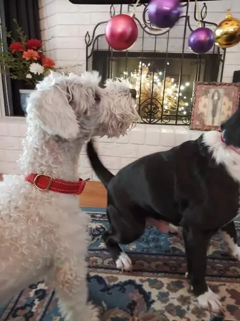 AI Video from prompt: Liberation day