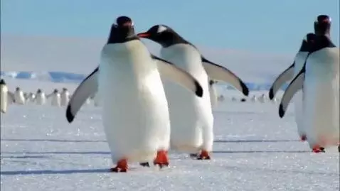 AI Video from prompt: Penguens are walking and smiling