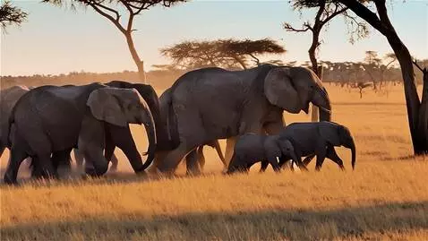AI Video from prompt: A drone footage of a herd of elephants marching 
