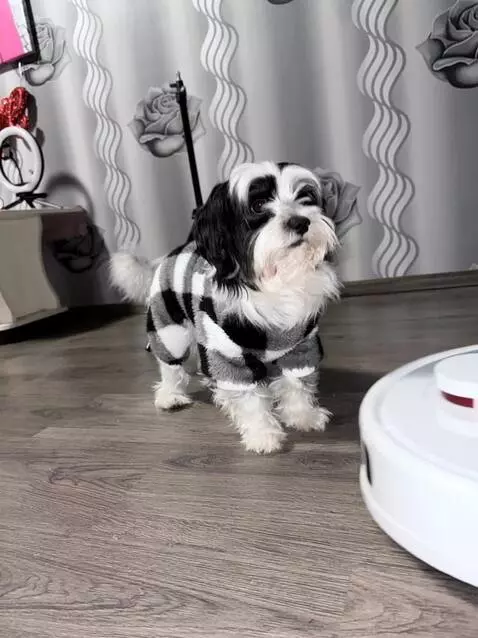 AI Video from prompt: A small dog from the input photo is sitting calm