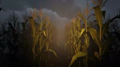AI Video from prompt: view at a foggy night of a cornfield. Moving thr