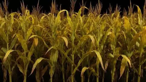 AI Video from prompt: view at a foggy night of a cornfield. Moving thr