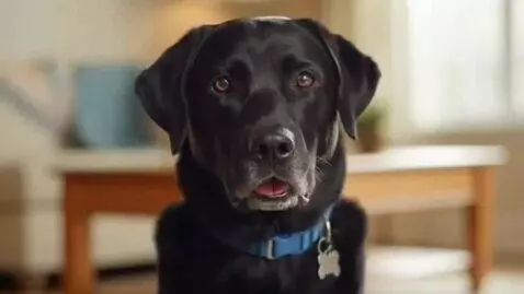 AI Video from prompt: create a video of a black labrador retriever tha