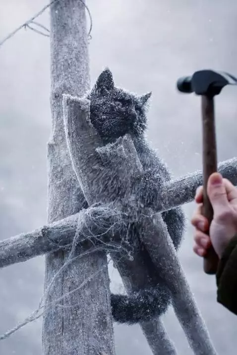 AI Video from prompt: A realistic cinematic winter scene. A rooster st