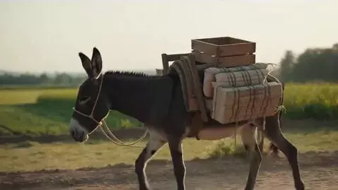 AI Video from prompt: [Scene 1 | Quiet background, donkey standing sti