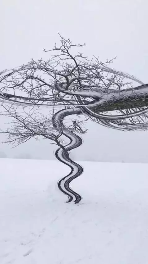 AI Video from prompt: Make this tree trunk go overboard.