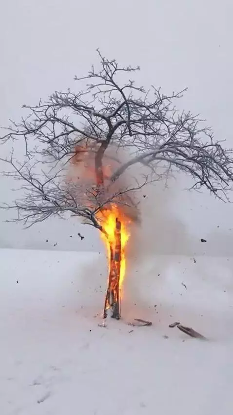 AI Video from prompt: Let this tree trunk explosion