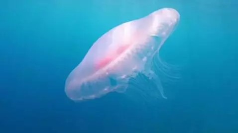 AI Video from prompt: The jellyfish swims beautifully in the water