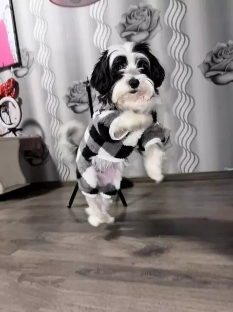 AI Video from prompt: Second 1: A small dog stands on the floor at hom