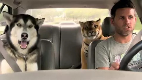 AI Video from prompt: Car driving a car while husky screaming in the f