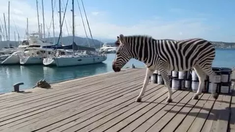 AI Video from prompt: A pier with many luxurious yachts parked nearby.