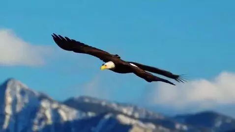 AI Video from prompt: Eagle flying