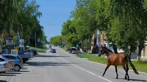 AI Video from prompt: Make a horse come running here and sit on the ro