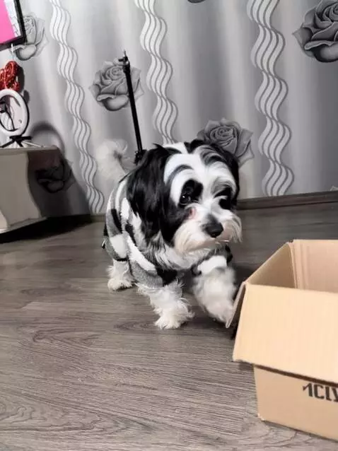 AI Video from prompt: Second 1: Open box on floor, dog approaches Seco