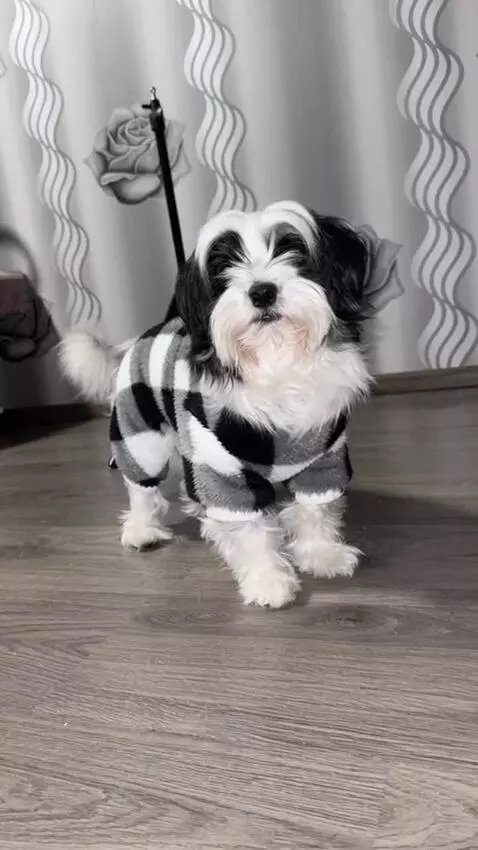 AI Video from prompt: Second 1: Dog on photo lies calmly Second 2: Dog