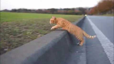 AI Video from prompt: Cat runing in road