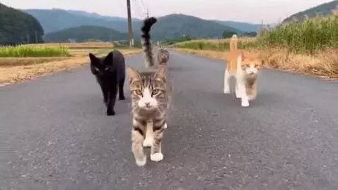 AI Video from prompt: Some cats are walking for the road