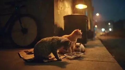 AI Video from prompt: Here is a 40-second video script about street ca
