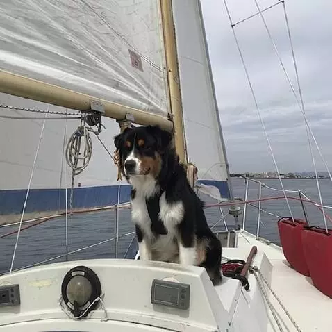 AI Video from prompt: the dog is sitting on the deck, the boat is rock