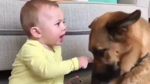 AI Video from prompt: a baby is telling the dog off and says : why did