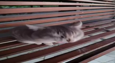 AI Video from prompt: Cat Laugh and play