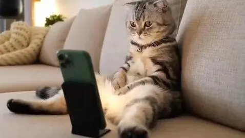 AI Video from prompt: Create video which shows how cat sit in sofa and