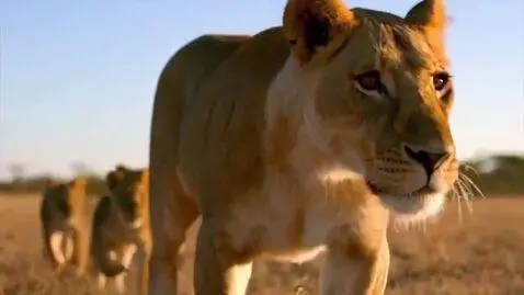 AI Video from prompt: [Opening Scene: A breathtaking aerial view of a 