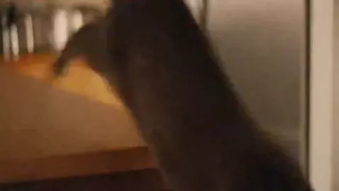 AI Video from prompt: [Opening Scene: Shamshoom, a mischievous cat, wi