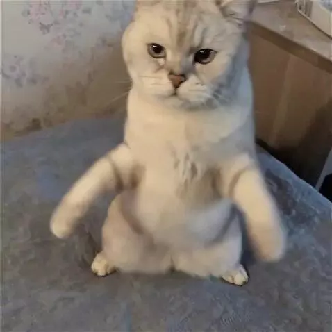 AI Video from prompt: The cat gets up on its hind legs and starts danc