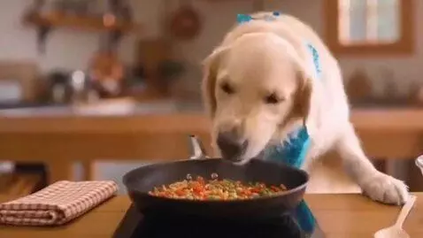 AI Video from prompt: A dog cooks and throws up food