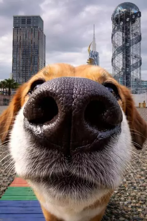 AI Video from prompt: The dog sniffs and licks the screen