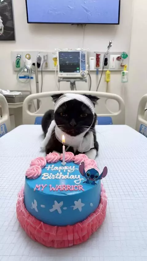 Kling 2.5 Turbo (pro) video