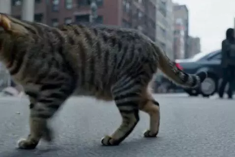 AI Video from prompt: A real cat abandoned on the street saves a baby 