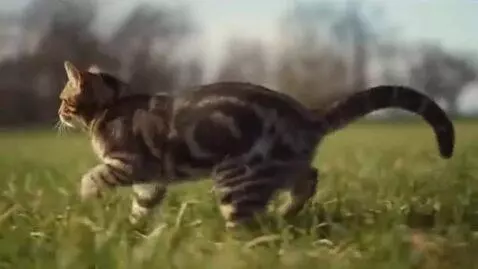 AI Video from prompt: A cat is running