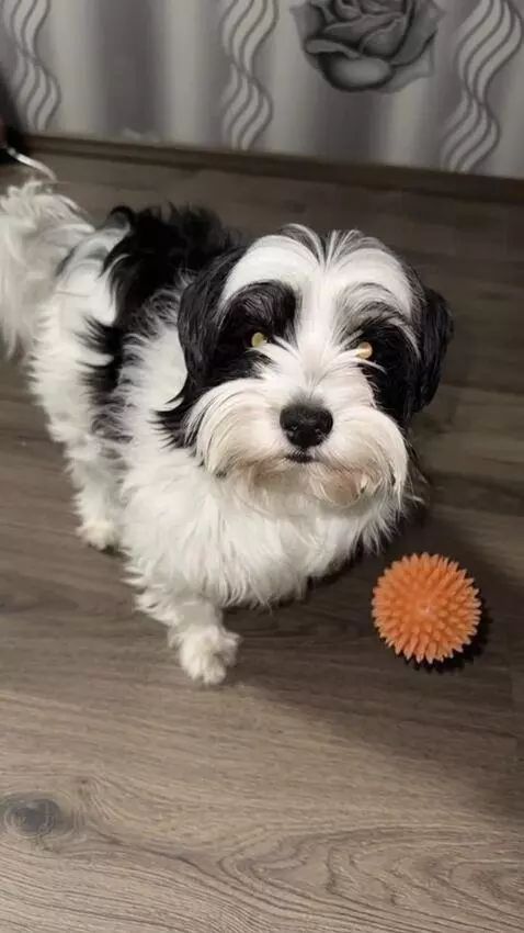 AI Video from prompt: 0–1 sec: A dog from the reference photo stands i