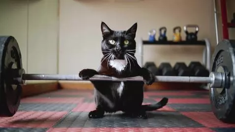 AI Video from prompt: The black cat is struggling to lift the heavy ba