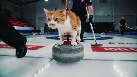 AI Video from prompt: curling championship. The cat launches the rock.