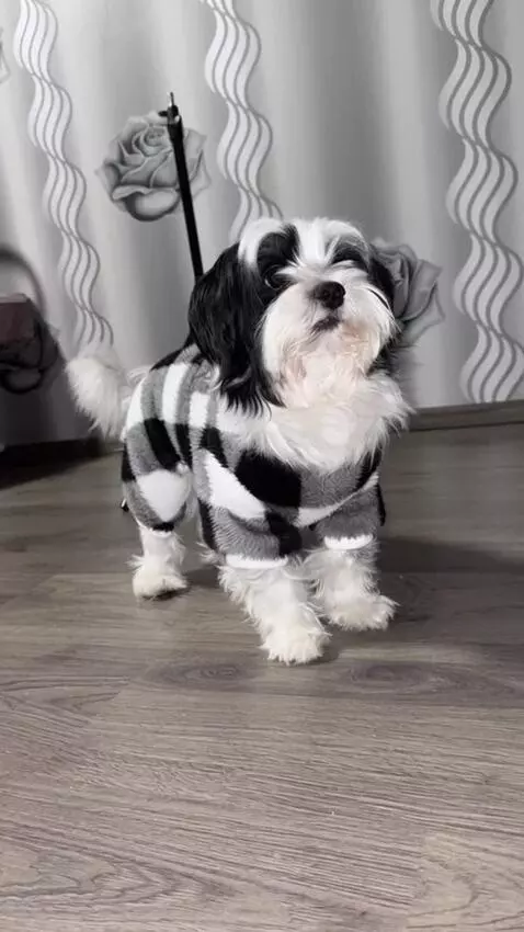 AI Video from prompt: 0–1 sec: The dog stands calmly in the room.  1–2