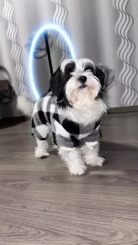 AI Video from prompt: 0–1 sec: A dog from the reference photo stands i