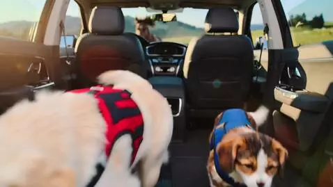 AI Video from prompt: Dogs and cats racing in a car horses running aro