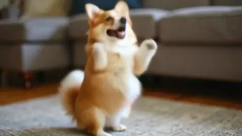 AI Video from prompt: dod corgi dance