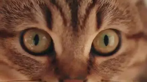 AI Video from prompt: Emotional video: a cat with expressive facial fe