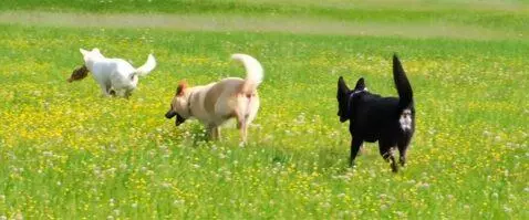 AI Video from prompt: a pack of dogs run happily through a field of fl