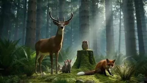 AI Video from prompt: deep in a forest of evergreens lives various woo