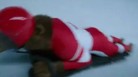 AI Video from prompt: A brown bear in a red-and-white Canadian racing 