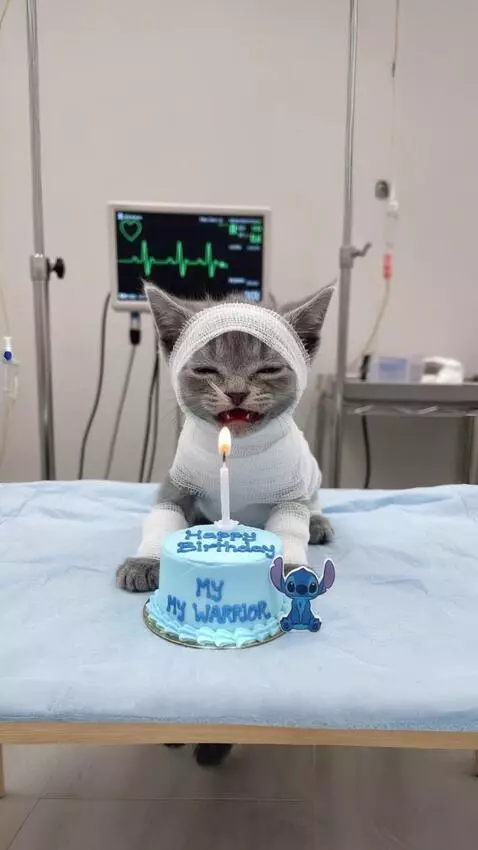 AI Video from prompt: The cat is crying with tears coming from its eye