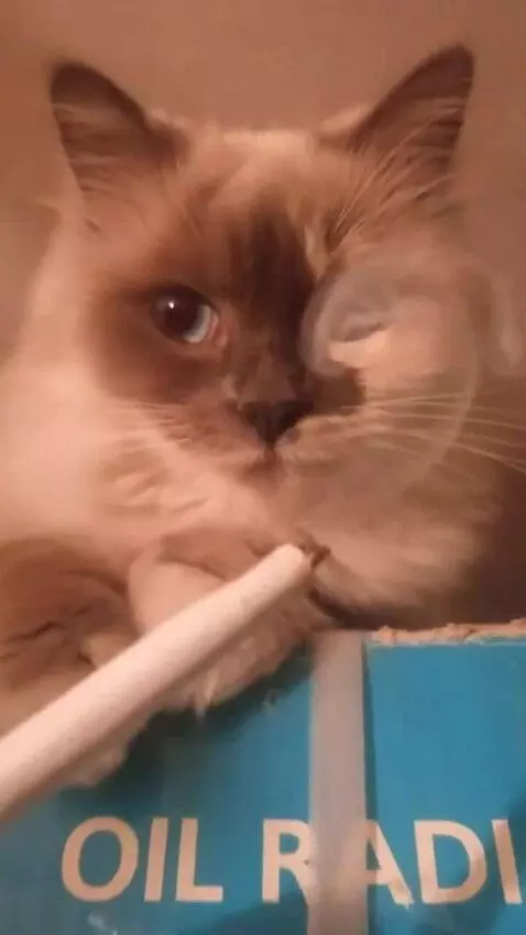 AI Video from prompt: Close-up, hyperrealistic, a fluffy Ragdoll cat w